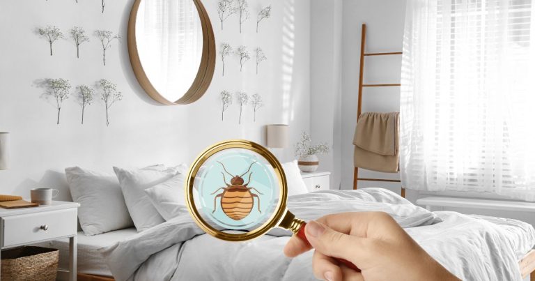 Common Bed Bug Causes: Where Do Bed Bugs Come From?