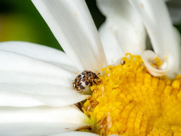 How To Get Rid of Carpet Beetles