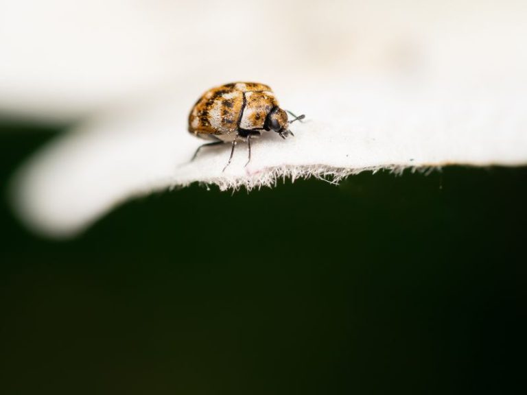 How To Get Rid of Carpet Beetles