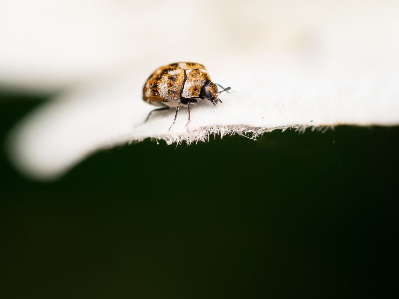 Get Rid Of Carpet Beetles: Effective Strategies and Prevention Tips