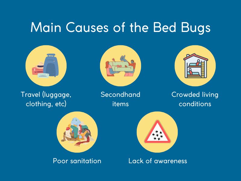 main causes of bed bugs