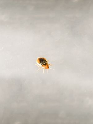 what causes bed bugs