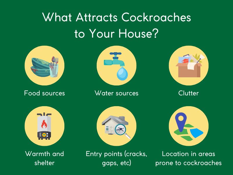 What Attracts Cockroaches the Most