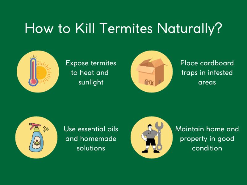 How to Kill Termites Naturally