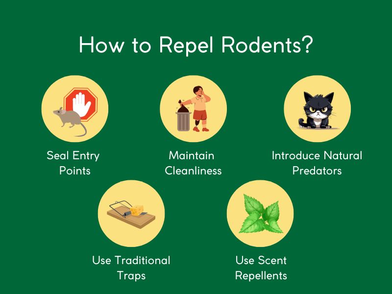 How to Repel Rodents