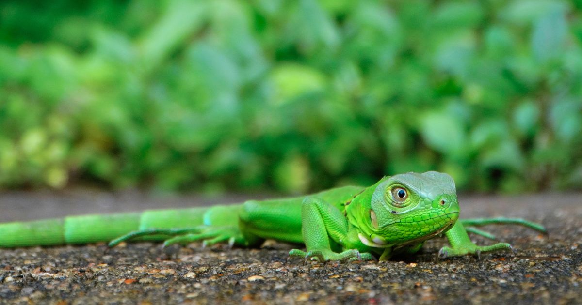 How to Get Rid of Lizards In Your Home and Yard