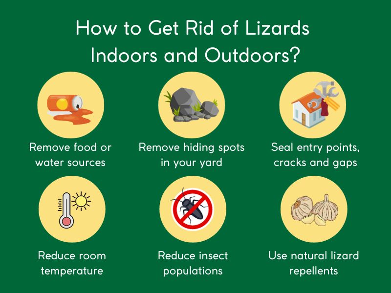 how to get rid of lizards indoors and outdoors
