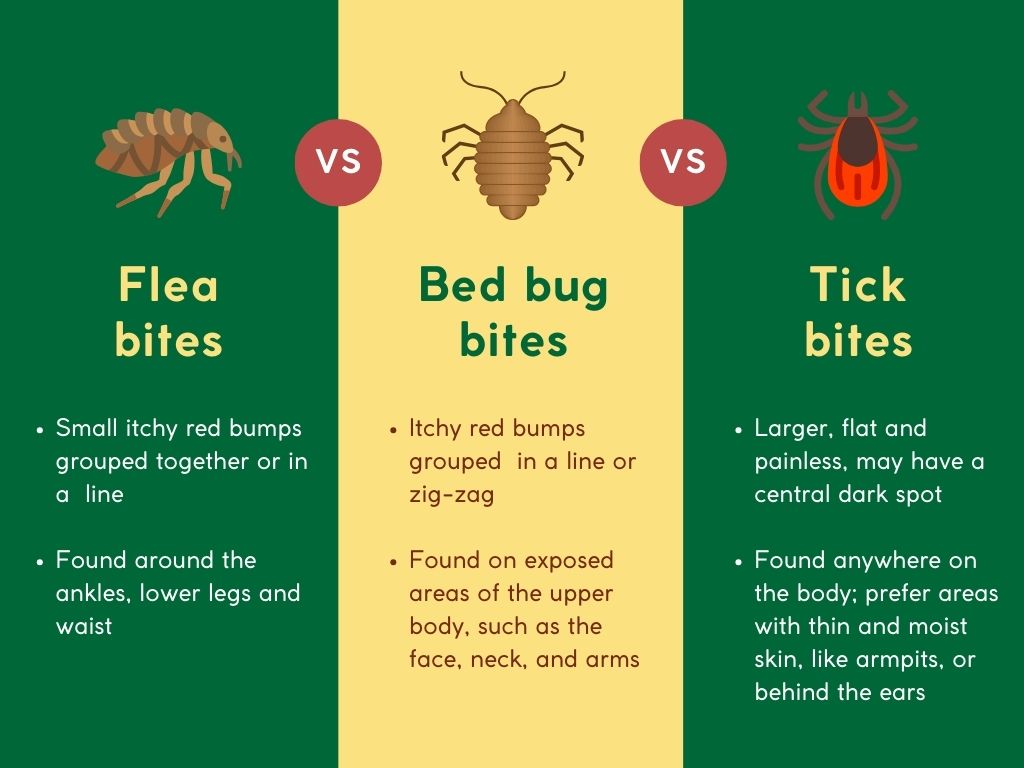 Flea Bites vs Bed Bug Bites vs Tick Bites