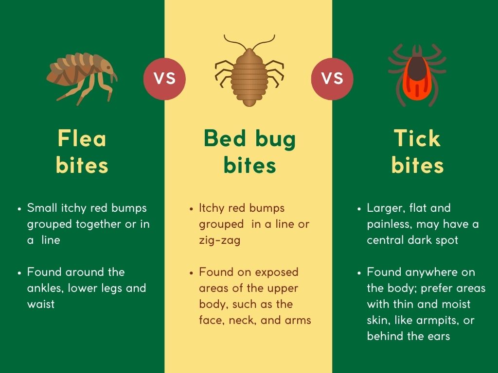 Fleas Vs Bed Bugs