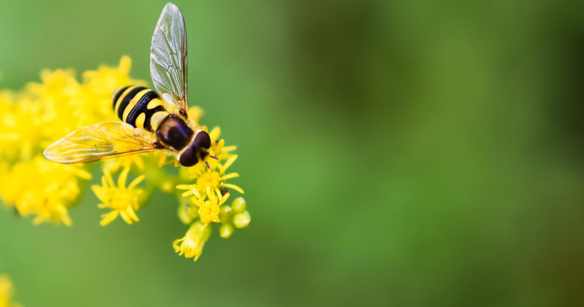 The Ultimate Guide to Urban Beekeeping in Singapore