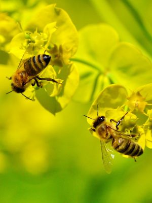 bee relocation in Singapore