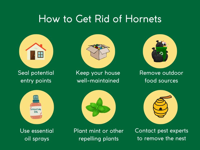 how to get rid of hornets