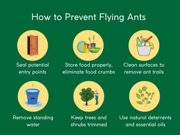 Guide to Flying Ants Treatment and Prevention in Singapore