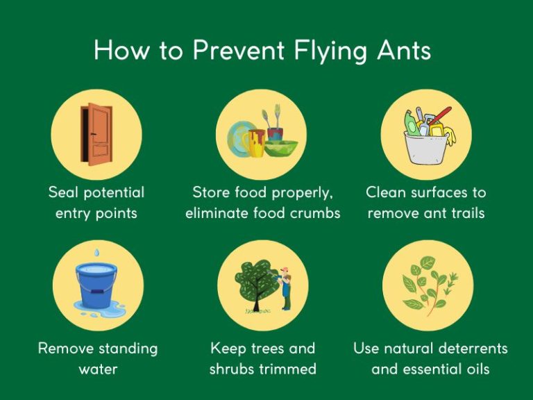 Guide To Flying Ants Treatment And Prevention In Singapore