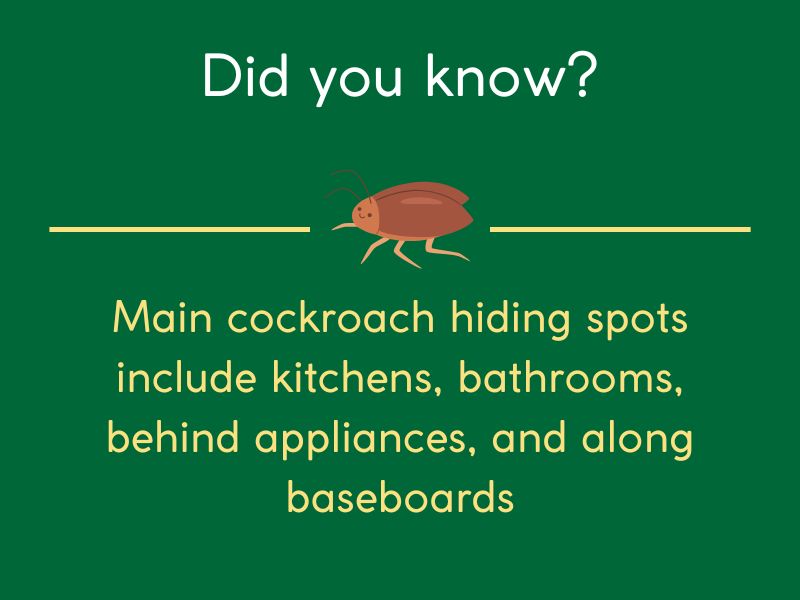 where to place cockroach traps correctly
