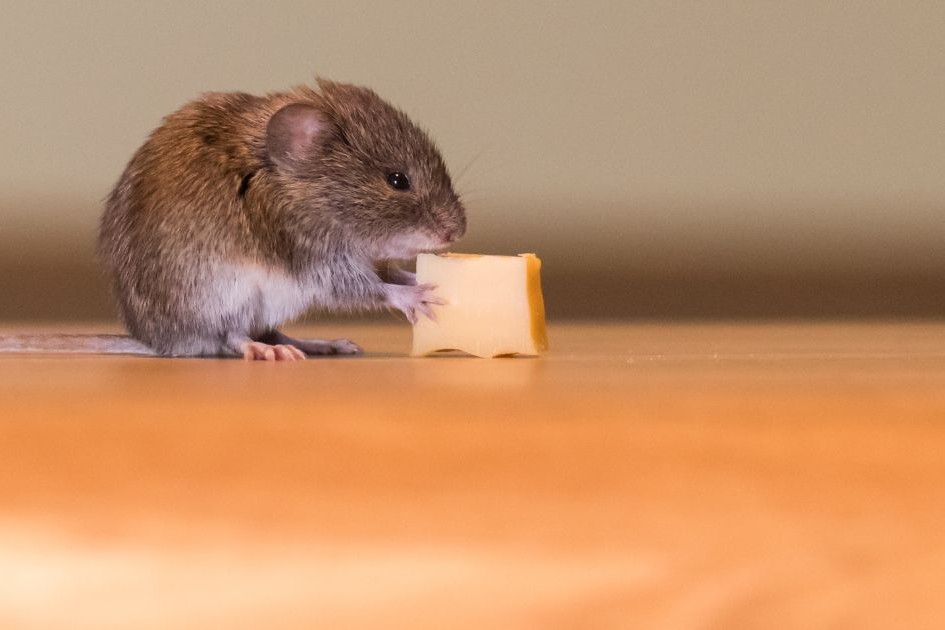 The Complete Guide to Mouse and Rat Traps How Do They Work