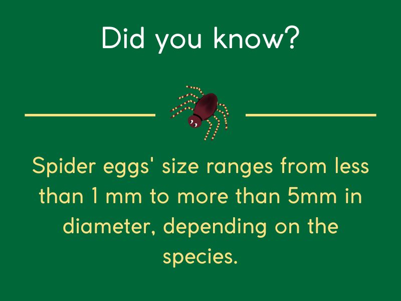 How Big Are Spider Eggs