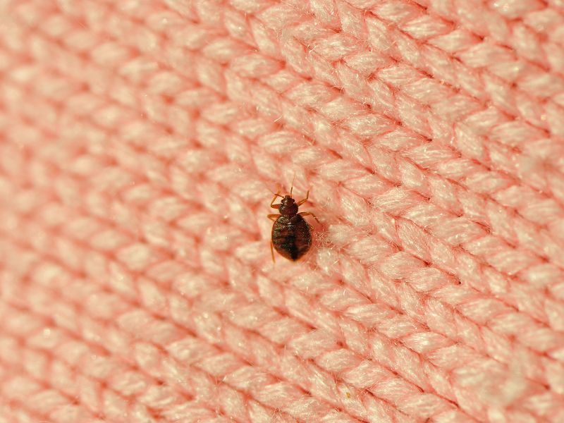 Bed Bug Bites Identification