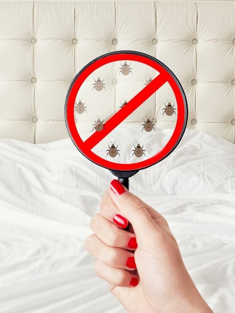 how to identify bed bug bites