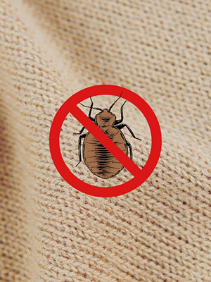 What Kills Bed Bugs Instantly in Singapore