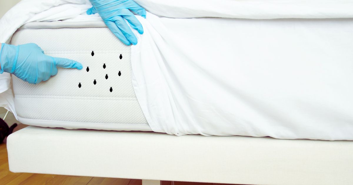 Where Do Bed Bugs Come From Understanding Their Origins and How to Prevent Infestations